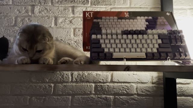 НЕ ТОП МЕХАНИКА ? Red Square Keyrox TKL G3ms Purple смотреть онлайн
