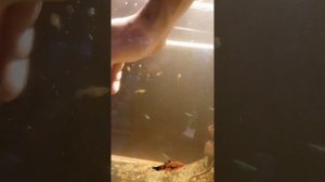 достаем грунт из аквариума, БЕЗ ПЕРЕЗАПУСКА! !!