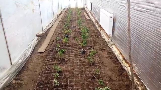 Висадка Альстромерії / Посадка Альстромерии смотреть онлайн