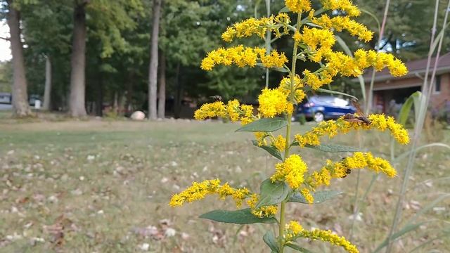 Solidago rugosa (Wrinkleleaf Goldenrod) смотреть онлайн
