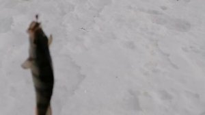 Верх Исетский пруд. рыбалка на судака