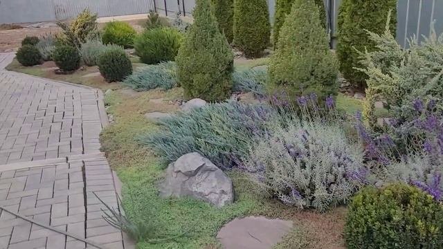 Когда лучше приобретать и высаживать хвойные, весной или осенью?