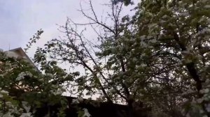 Груша Северянка. Выращивание зимостойкой груши в Челябинске. Какую грушу посадить на участке.