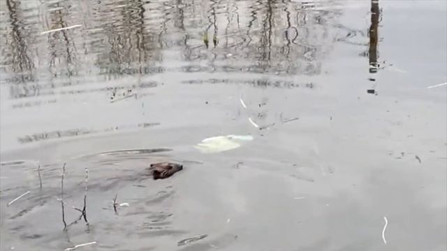 В центре Рыбного в луже живет зверек Кто это и надо ли его спасать? смотреть онлайн