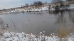 Охота с Русским охотничим спаниелем в команде с Хаски и Джек-рассел-терьером.