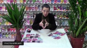 Вербена посадка и уход / Вербена выращивание из семян