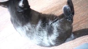 Беременная кошка, и движение котят в животе.