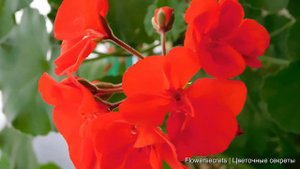 От ЭТОГО ЖЕЛТЕЮТ ЛИСТЬЯ у ПЕЛАРГОНИИ. Что делать? Как исправить проблему? | flowersecrets