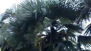 Пальмы в Крыму Трахикарпус Форчуна (Trachycarpus fortunei)