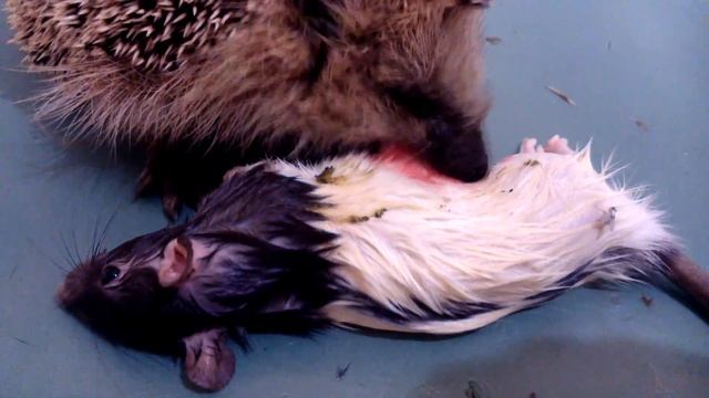 Еж ест крысу (the hedgehog eats the rat) смотреть онлайн