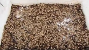 Личинки Чёрной львинки,  сушимся  для холодильника