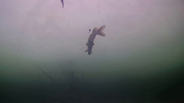 Поставил Мелкого Живца на Все Жерлицы! Ловля Щуки! Подводная съемка смотреть онлайн