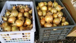 ОБРЕЗКА И ХРАНЕНИЕ ЛУКА.
