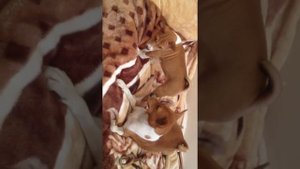 порода Басенджи и их прелестный разговор=)