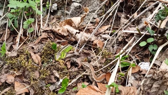 Ящерицы две штуки), зелёная и коричневая! смотреть онлайн