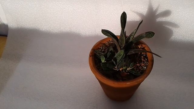 Гастерия (Gasteria) - суккулент смотреть онлайн