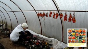 Как сохранить хризантемы зимой .