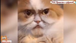 Приколы с котами – СМЕШНЫЕ ЖИВОТНЫЕ С ОЗВУЧКОЙ! ТЕСТ НА ПСИХИКУ РЖАКА ДО СЛЁЗ!– PSO