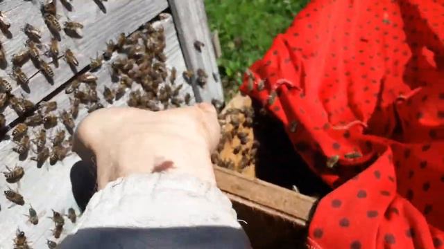 Как надо собирать пчёл))) #Мастерскся21рус #Мастерская21rus #мастерская021 смотреть онлайн