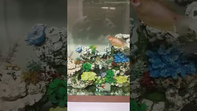 Fish tank tips for beginners смотреть онлайн