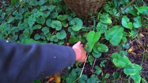 ВОТ ЭТО ГРИБАЛКА! БОЛЬШИЕ ЧИСТЫЕ БЕЛЫЕ ГРИБЫ ПОЛЯНАМИ! Грибы в августе 2021!