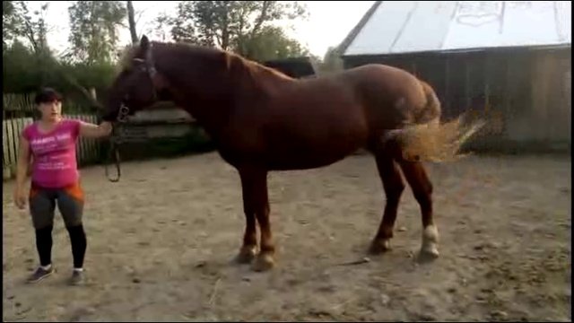 Жеребец русский тяжеловоз (0069-1)