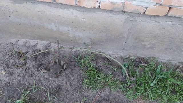 Штамбовые розы. Открываю и проверяю осенние прививки на штамбе шиповника