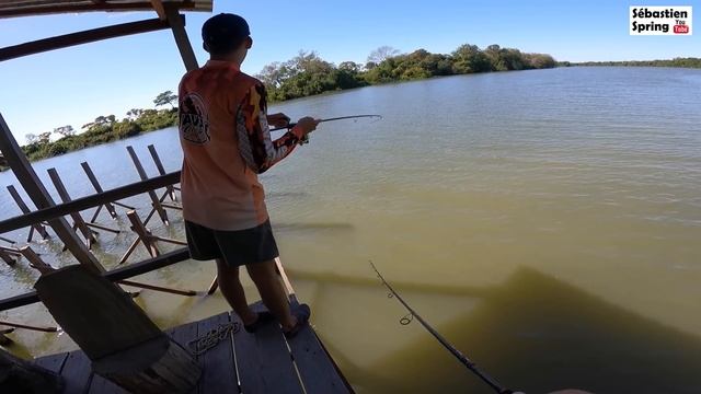 Je pêche un incroyable SILURE TIGRE au milieu de ces plantes aquatiques !!! смотреть онлайн