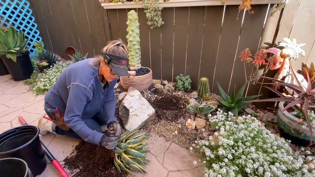 Meet My New Foster Baby, Agave Mediopicta Matsumoto! смотреть онлайн