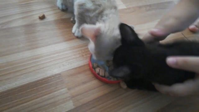 Кормим жидким кормом в первый раз котят умора смотреть онлайн