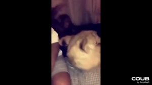 обезьяна и лев, обезьяна бьет льва