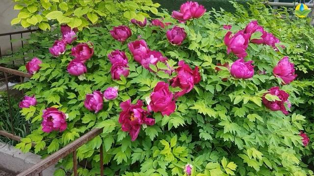 Обзор императорского цветка ПИОНА. ? Paeonia с нежным ароматом радующий глаза смотреть онлайн
