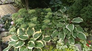 Почему не цветет рододендрон? Меры приняты, жду результата.