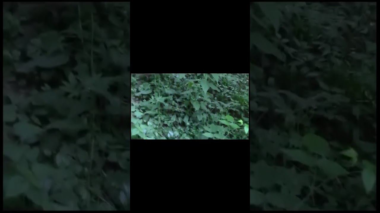 Идём на дачу к другу #meme #memes #scary #paranormal #creepy #мем смотреть онлайн