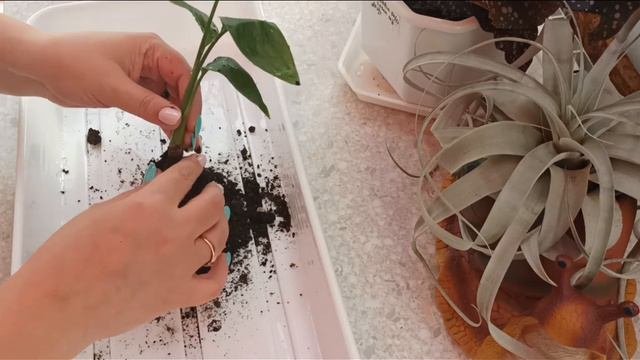 Есть у меня СТРЕЛИЦИЯ! 😉 История, пересадка. Нужен совет!