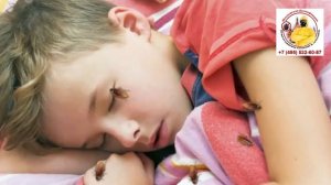 Могут ли домашние тараканы кусать людей? - Узнай прямо сейчас