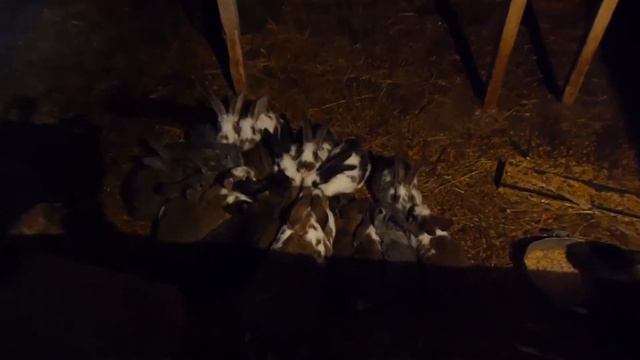 Беспокойное хозяйство смотреть онлайн