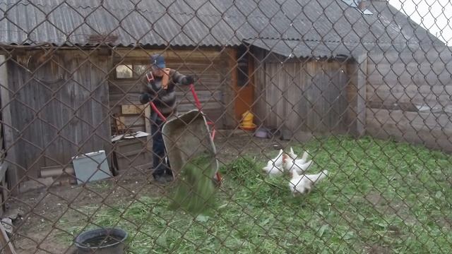 Дом в деревне. Содержание кур несушек