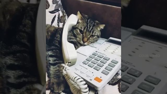 Опять мошенники звонят.
