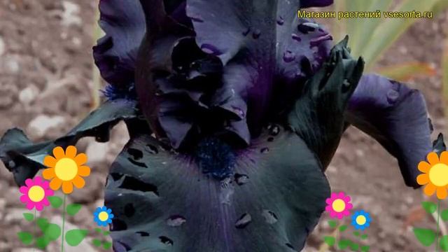 Ирис германский Гост Трейн. Краткий обзор, описание характеристик iris germanica Ghost Train смотреть онлайн