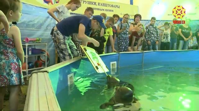 Водное Шоу Байкальских Нерп продолжает радовать жителей и гостей столицы республики смотреть онлайн