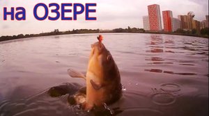 Москва, Некрасовка, озеро Бедринское (Чёрное). Ловля КАРАСЯ на Боковой Кивок, Рыбалка, Fishing