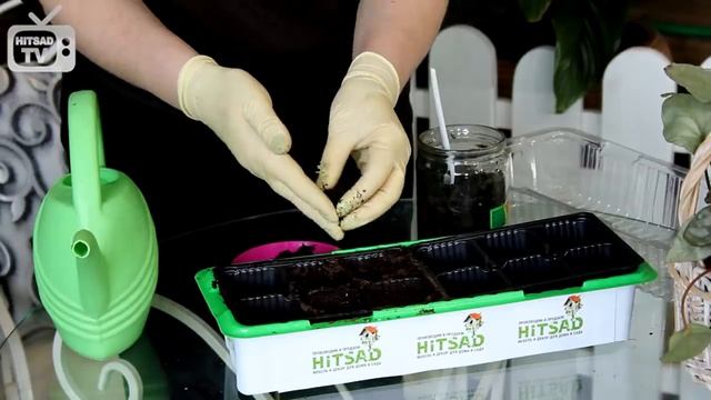 Пикировка клубники посаженной в банку ✅ Результат эксперимента  hitsadtv смотреть онлайн