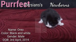 Purrfect Persians's 'OREO': Black and white persian female kitten