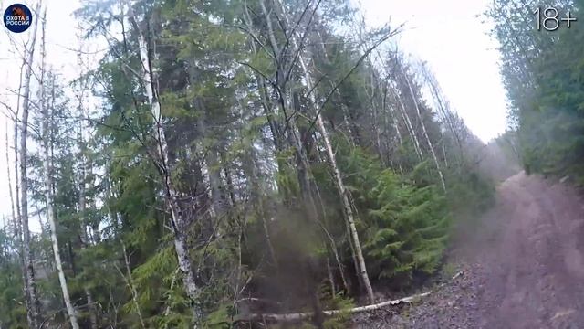 Такой ОХОТЫ ты еще не видел: 5 Волков и 6 Медведей в одном видео.