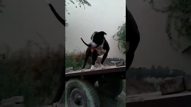 pitbull dog lover crazy смотреть онлайн