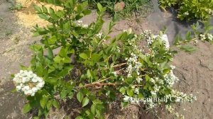 Сорта Голубики. Сравнение! Обзор