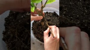 Спасение каламондина. Залив, хлороз, сбрасывание листьев.