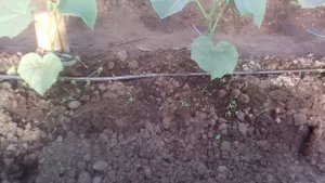 Полив огурцов в теплице