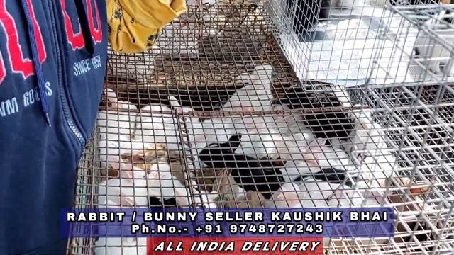 Cheapest Rabbit Market In INDIA | Belgium/Russian & Indian Rabbits For Sale